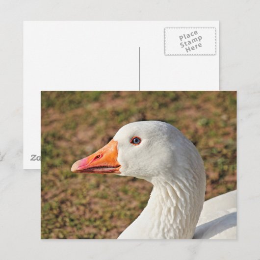 Carte postale Emden Goose (Devant / Derrière)