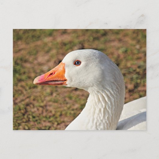 Carte postale Emden Goose (Devant)