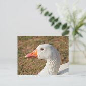 Carte postale Emden Goose (Debout devant)