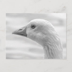 Carte Postale Emden Goose B&W, Roath Park Lake, Cardiff, Pays de
