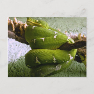 Carte Postale Emerald Boa