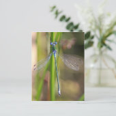 Carte Postale Emerald Damselfly (Debout devant)