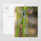 Carte Postale Emerald Damselfly (Devant / Derrière)