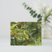 Carte Postale Emerald Toucanet (Debout devant)