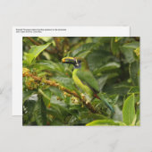 Carte Postale Emerald Toucanet (Devant / Derrière)