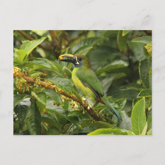 Carte Postale Emerald Toucanet (Devant)