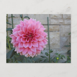 Carte Postale Emory Paul Dinnerplate Dahlia Fleur