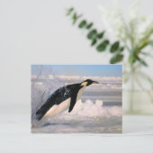 Carte postale Empereur arctique et manchot antarct (Debout devant)