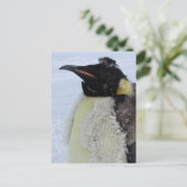 Carte Postale Empereur de Molting Penguin (Debout devant)