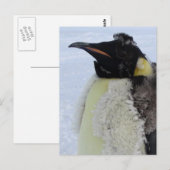 Carte Postale Empereur de Molting Penguin (Devant / Derrière)