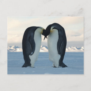 Carte Postale Empereur Kiss