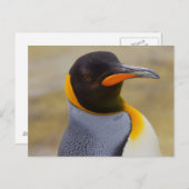 Carte postale Empereur Penguin (Devant / Derrière)