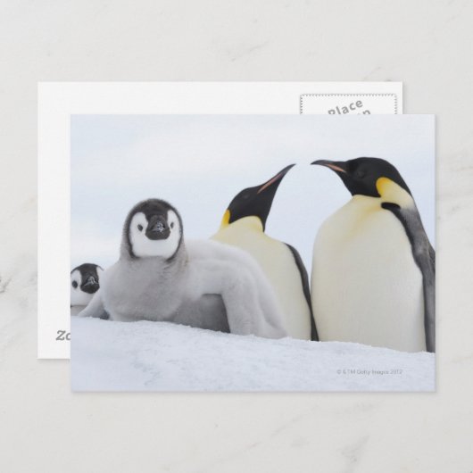 Carte Postale Empereur Penguin (Aptenodytes forsteri) (Devant / Derrière)