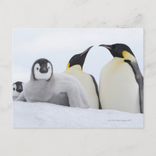 Carte Postale Empereur Penguin (Aptenodytes forsteri)