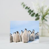 Carte postale Empereur Penguin Chicks (Debout devant)
