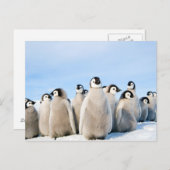 Carte postale Empereur Penguin Chicks (Devant / Derrière)
