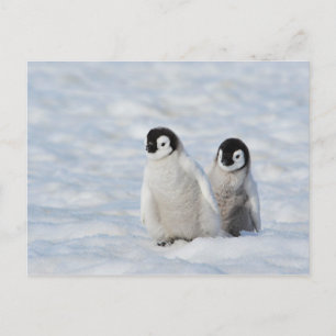 Carte Postale Empereur Penguin Chicks Antarctique