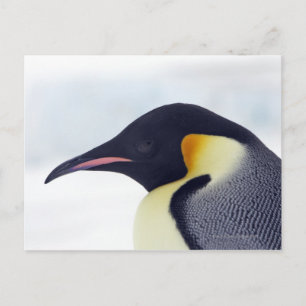 Carte Postale Empereur Penguin, île de la neige, mer de Weddel