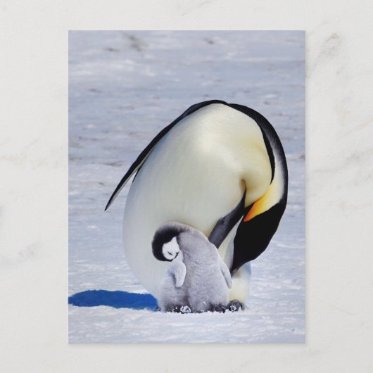 Carte Postale Empereur Penguin & Prépare-poussettes (Devant)