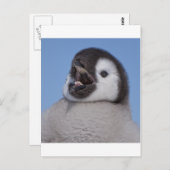 Carte Postale Empereur Pingouin (Devant / Derrière)