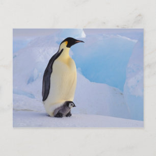 Carte Postale Emperor Penguin Aptenodytes