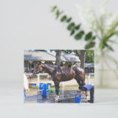 Carte Postale Empire Stakes Winner "Saratoga Snacks" (Debout devant)