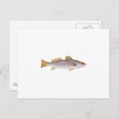 Carte Postale Emplacement (Devant / Derrière)