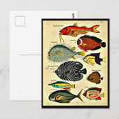 Carte Postale empreinte de poisson (Devant / Derrière)