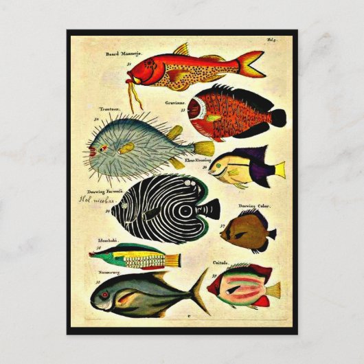 Carte Postale empreinte de poisson (Devant)