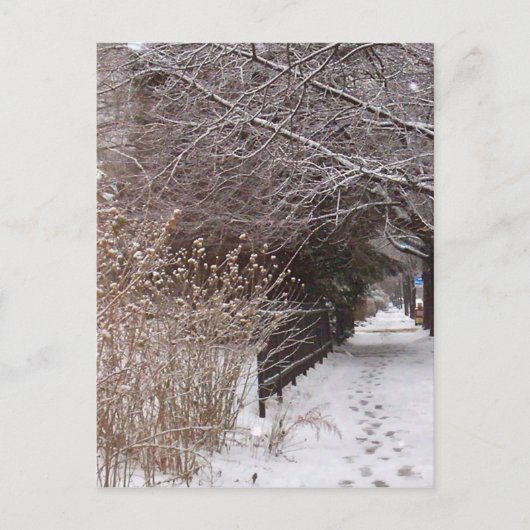 Carte Postale Empreintes dans la neige. (Devant)