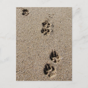Carte postale empreintes de chien
