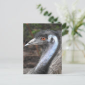 Carte postale Emu (Debout devant)