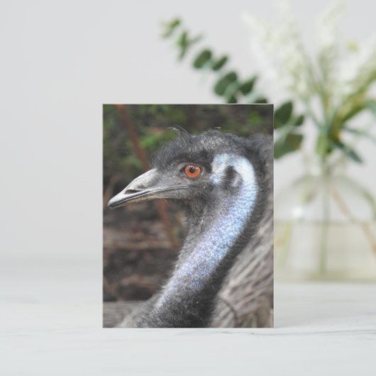 Carte postale Emu (Debout devant)