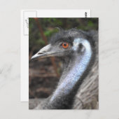 Carte postale Emu (Devant / Derrière)