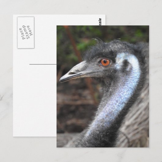 Carte postale Emu (Devant / Derrière)