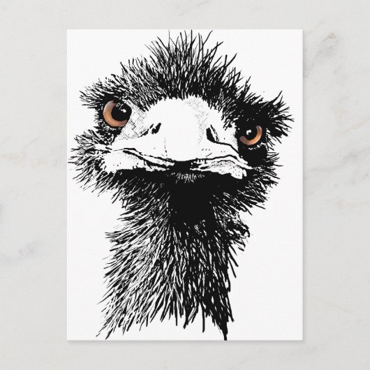 Carte Postale Emu (Devant)
