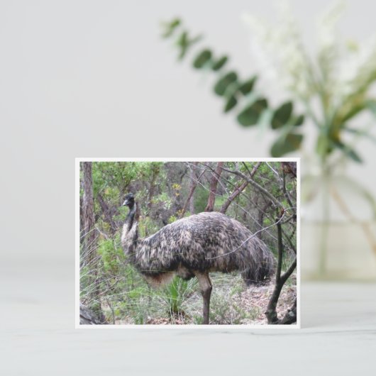 Carte Postale emu (Debout devant)
