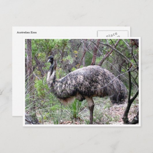 Carte Postale emu (Devant / Derrière)