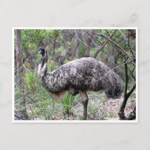 Carte Postale emu