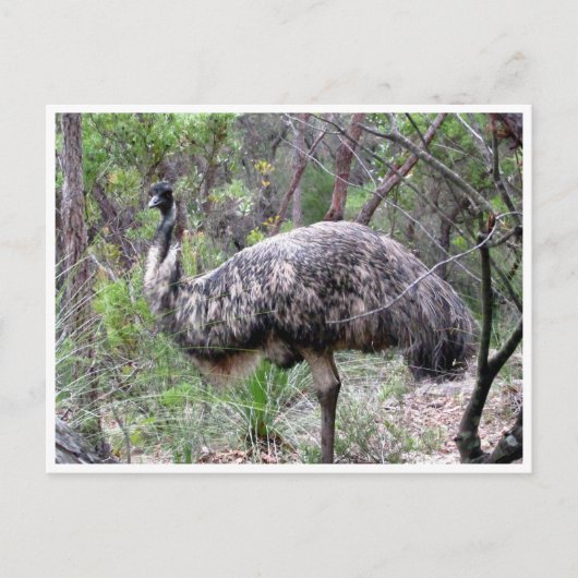 Carte Postale emu (Devant)