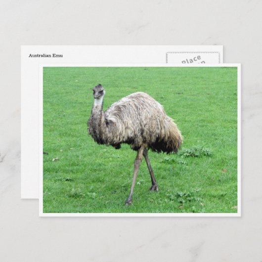 Carte Postale emu (Devant / Derrière)