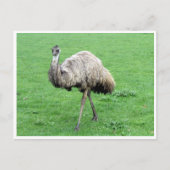 Carte Postale emu (Devant)