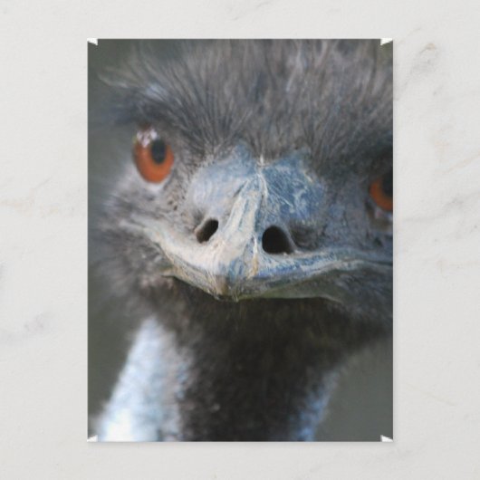 Carte postale Emu (Devant)
