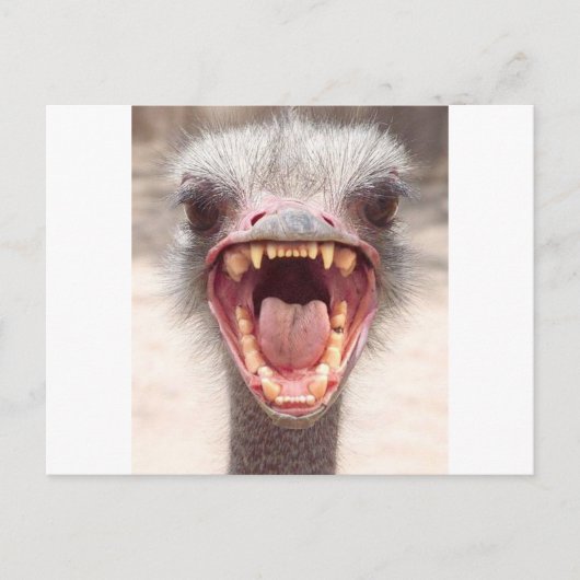 Carte Postale emu (Devant)
