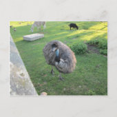 Carte Postale Emu (Devant)