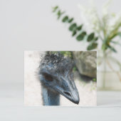 Carte Postale Emu Bird Lookin (Debout devant)