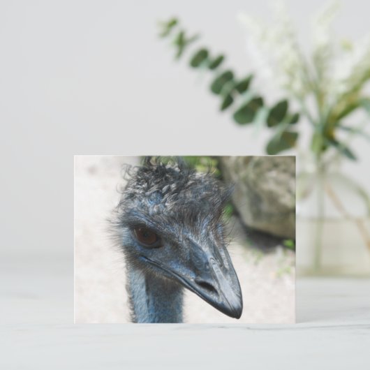 Carte Postale Emu Bird Lookin (Debout devant)