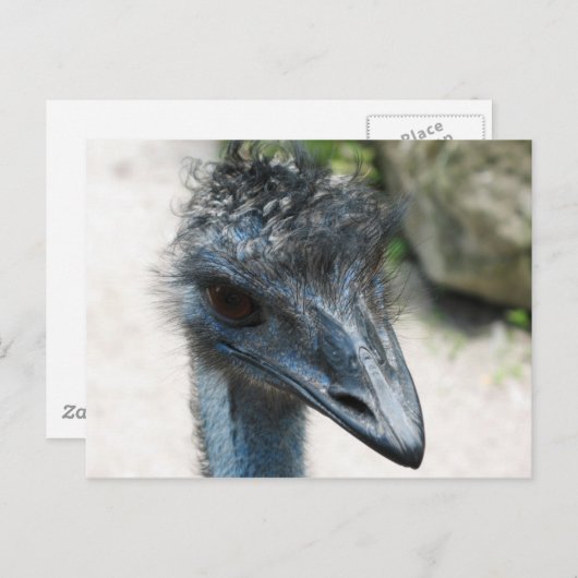 Carte Postale Emu Bird Lookin (Devant / Derrière)