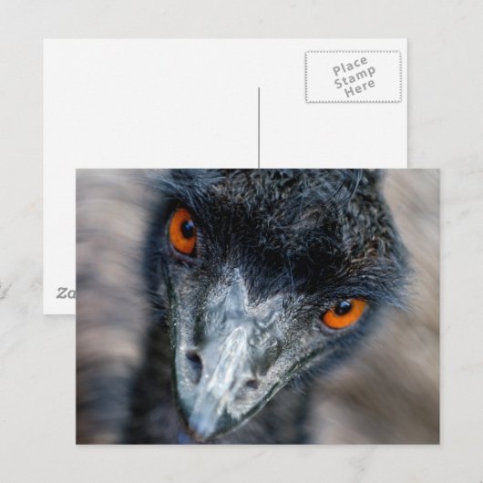 Carte Postale Emu regarde (Devant / Derrière)