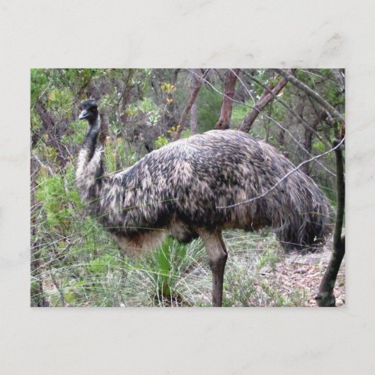 Carte Postale emu sauvage (Devant)
